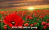 8 - 9 травня – Дні пам'яті тa примирення, присвячені пам'ятi жертв Другої Світової війни.
